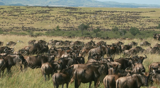 The state of Kenya’s domestic tourism