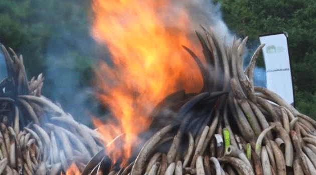 JKIA records highest seizures of illegal ivory worldwide
