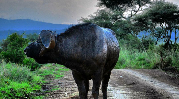 KTB, KWS partner in effort to keep tourism sector afloat through elections