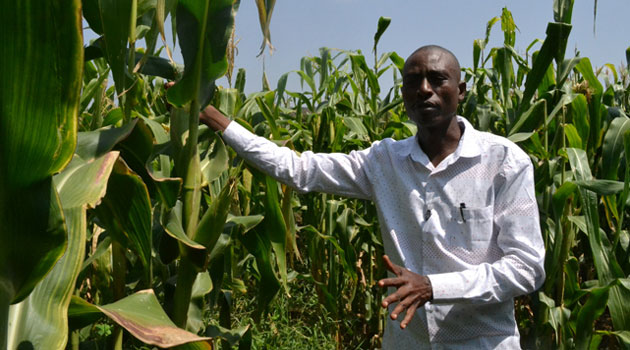 Agriculture Ministry receives Sh50m for control of Fall Army Worm