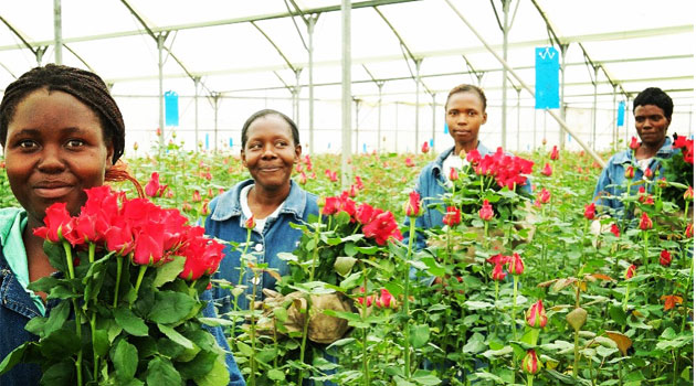 Kenya’s flower farms on steady rebound with demand rising to 97pc