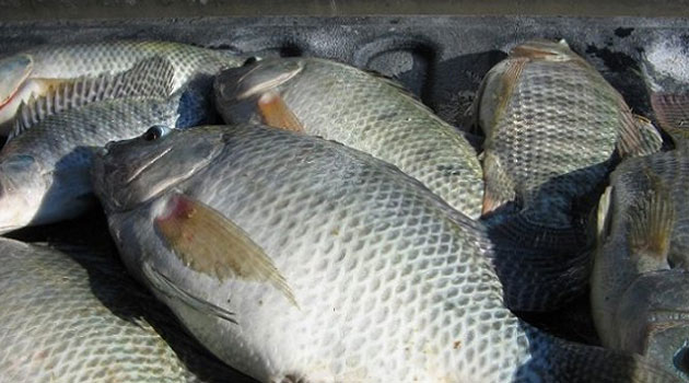Kenya’s Victory Farms to construct 10,000MT tilapia hatchery