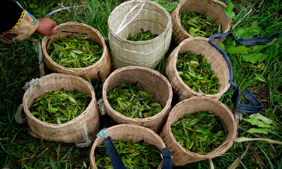 Smallholder tea farmers record highest monthly production ever