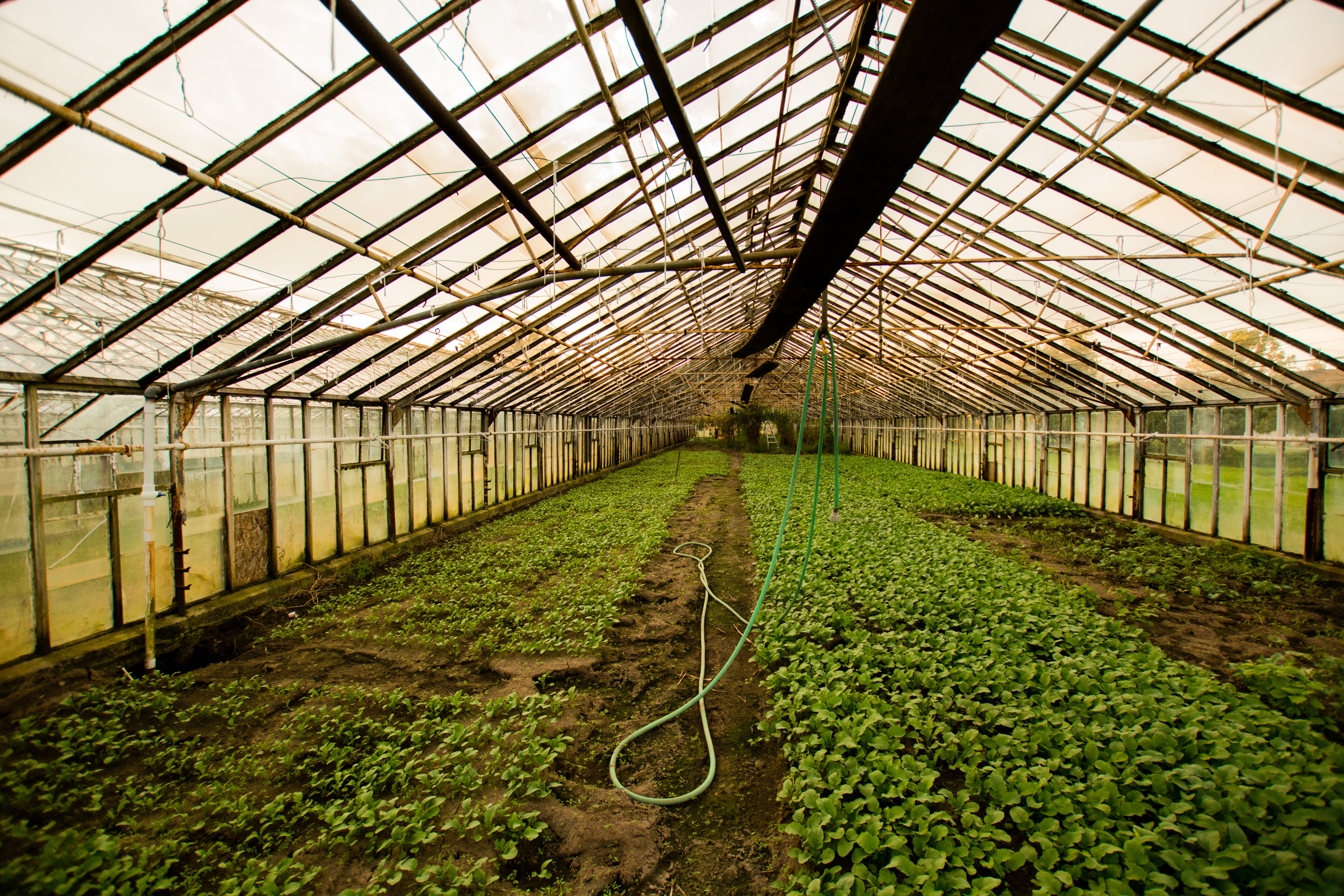 Kenya’s horticulture industry not out of the woods yet – expert