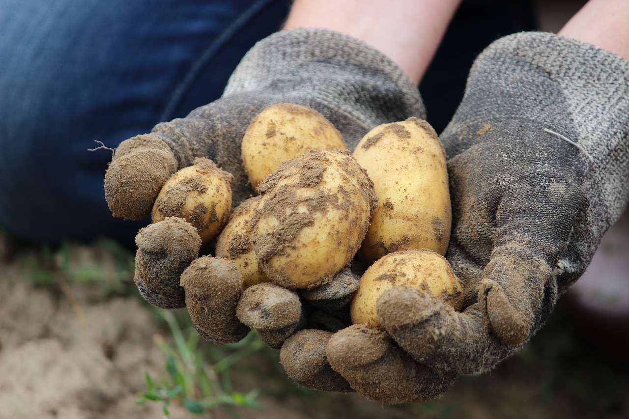 Kenya growth slows to 4.6pc on weak agriculture, manufacturing