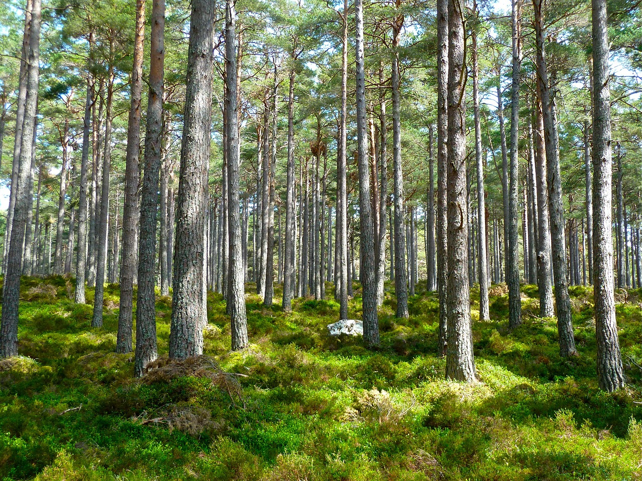 Tea Factories Affiliated with KTDA Ramp Up Firewood Plantations