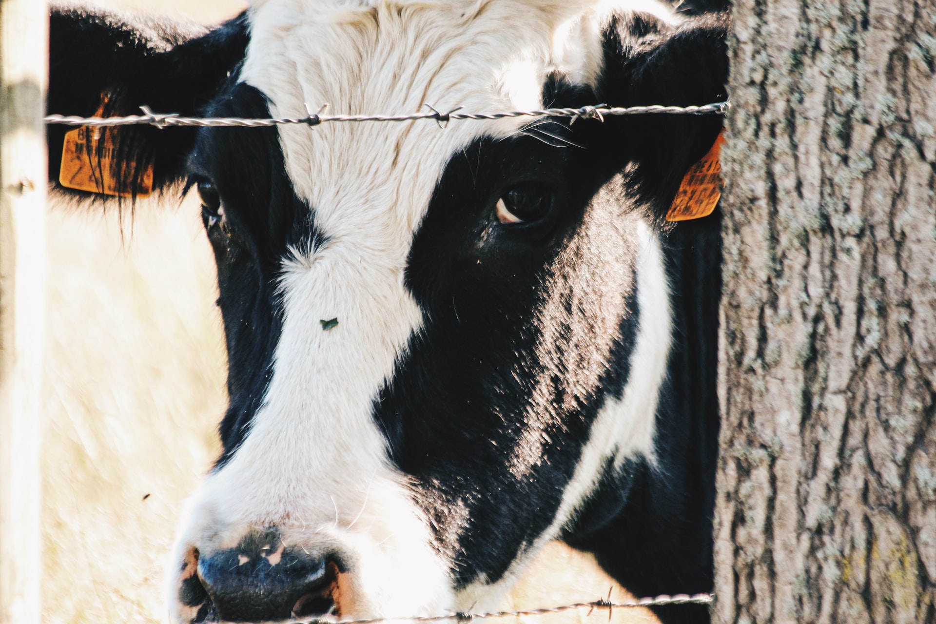 Partnership Worth Sh37.5mn To Benefit Women Dairy Farmers to Boost Milk Production