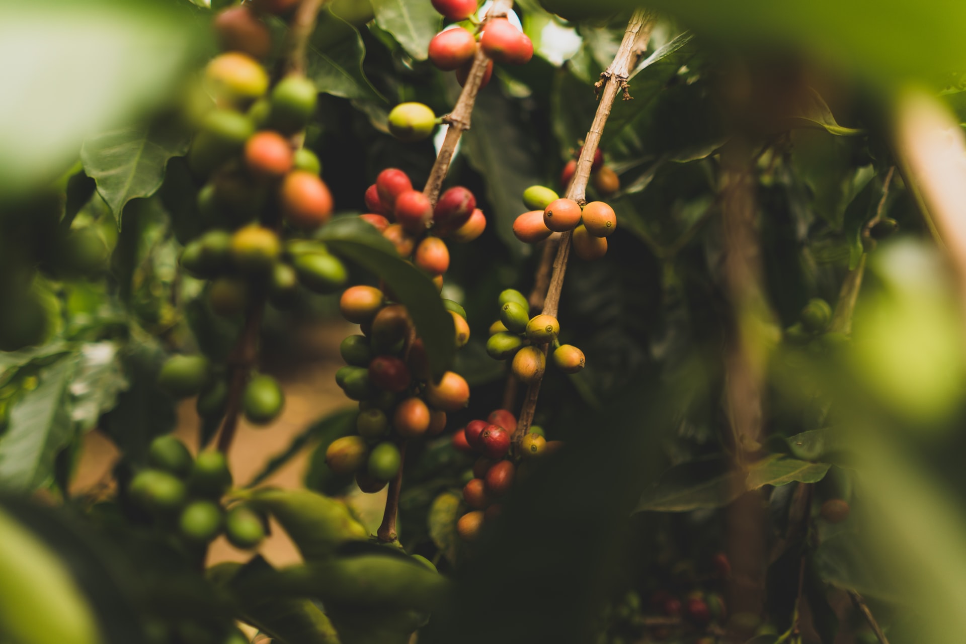 Section of Nyeri and Kirinyaga Coffee Farmers Resolve to Set up Own Factory
