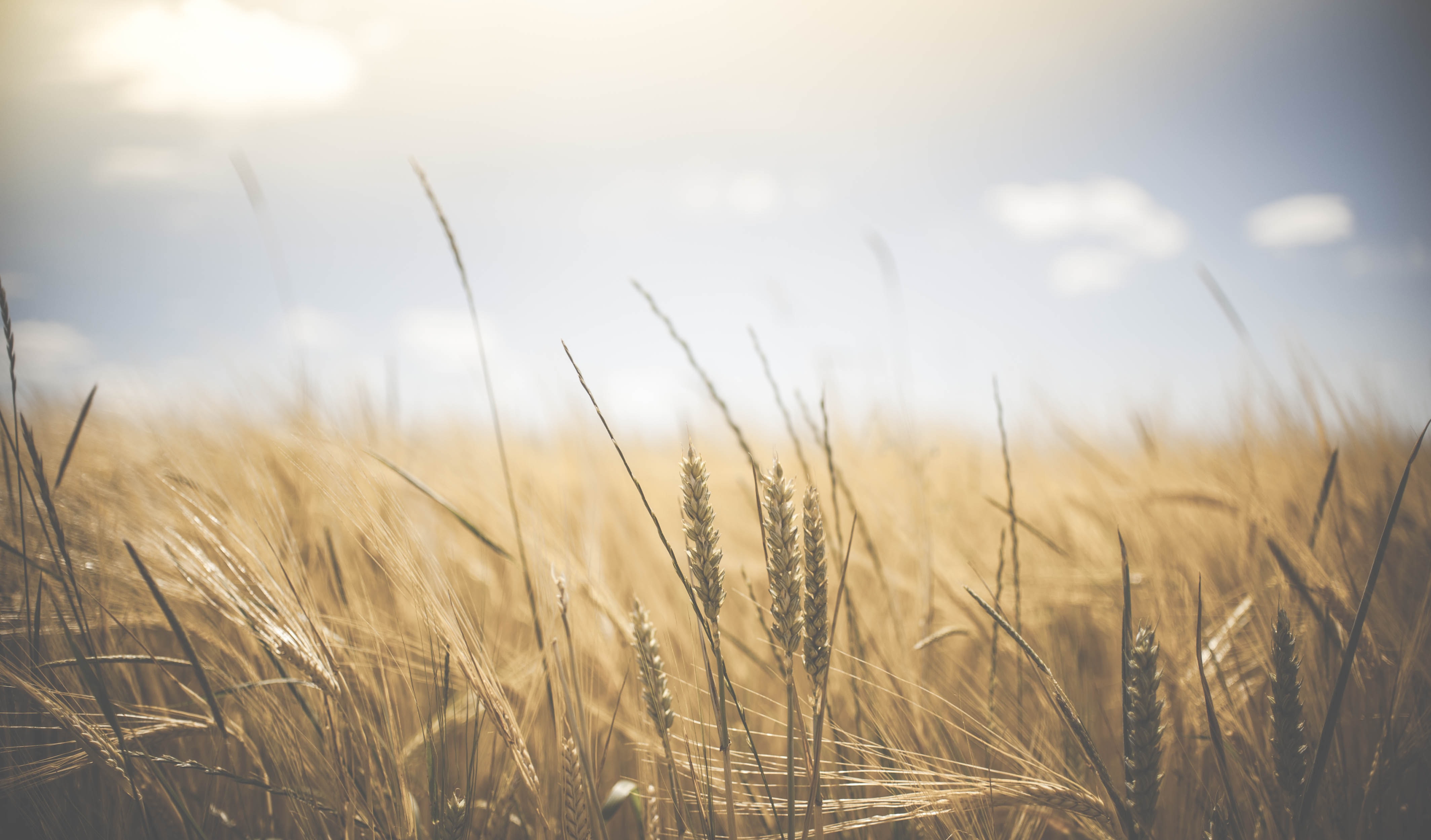 Agroecology A Pathway To Building Sustainable Food Systems Even During Covid-19 Pandemic – Experts