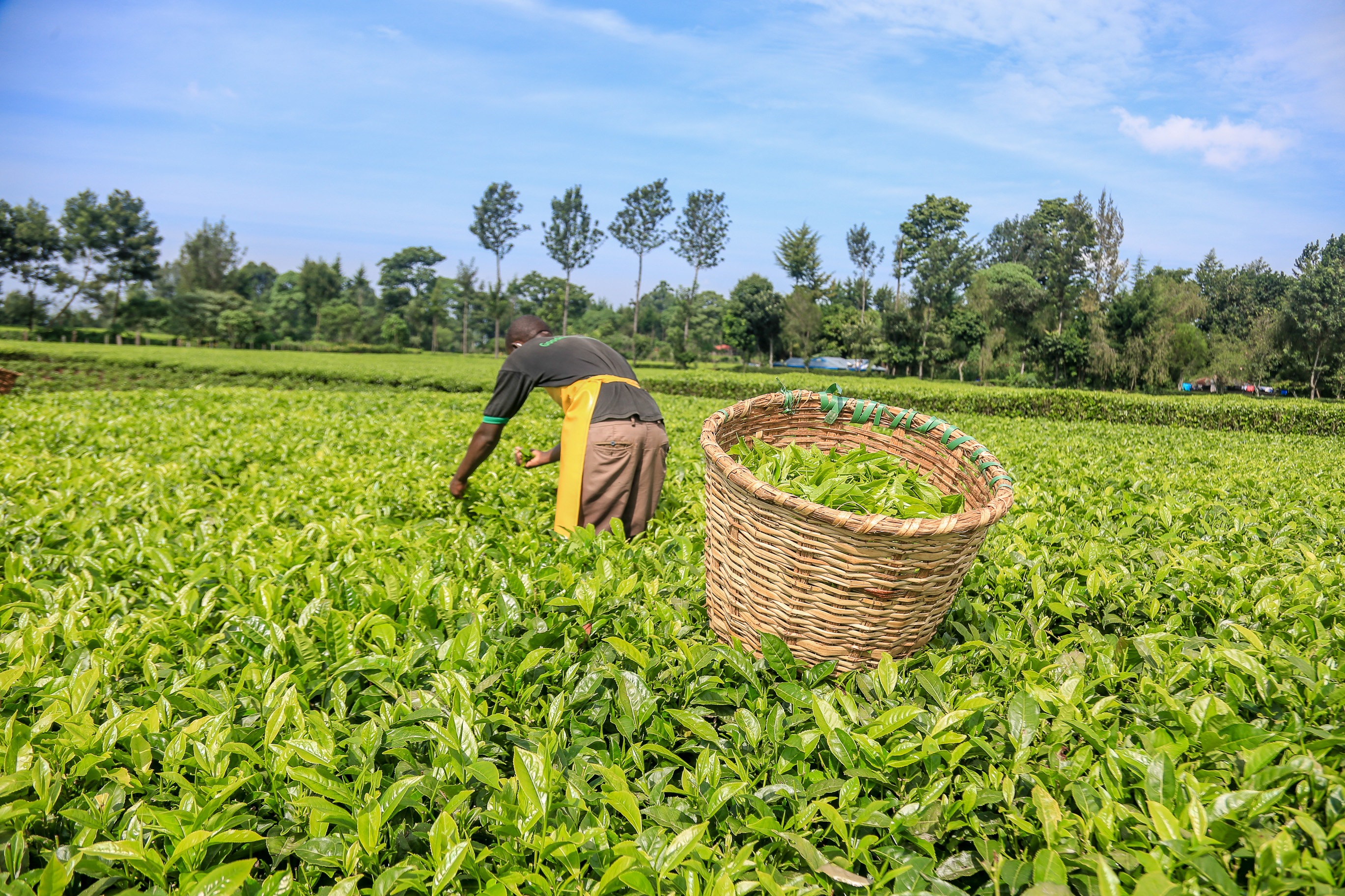 Tea Factories well within their rights to challenge Tea Act in Court – Lawyer