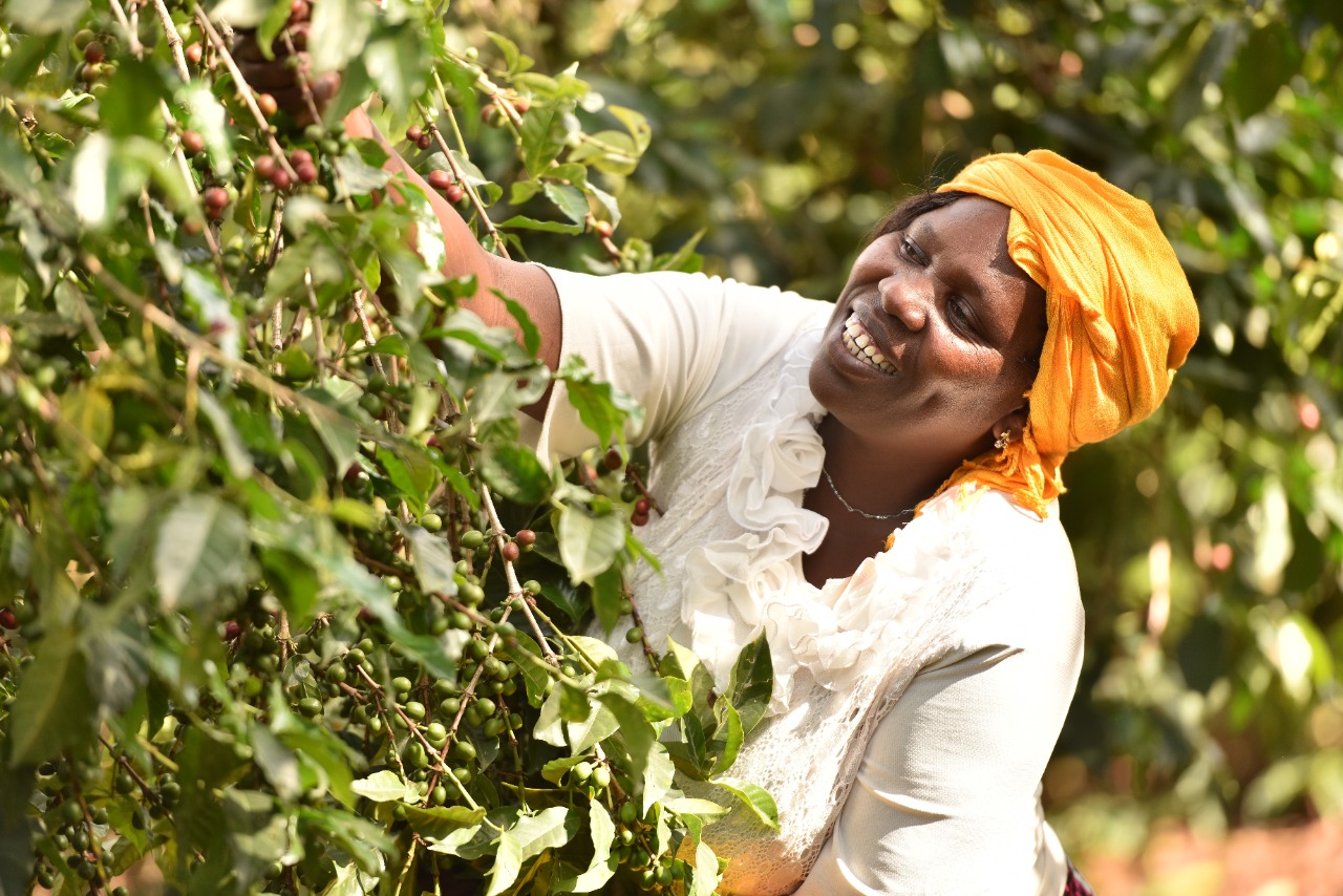 Kenyan Farmers Among Thousands who Benefitted From Sh630mn COVID Relief Fund by Fairtrade International