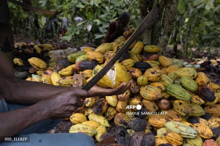 Chocolate industry driving deforestation of Ivory Coast: report