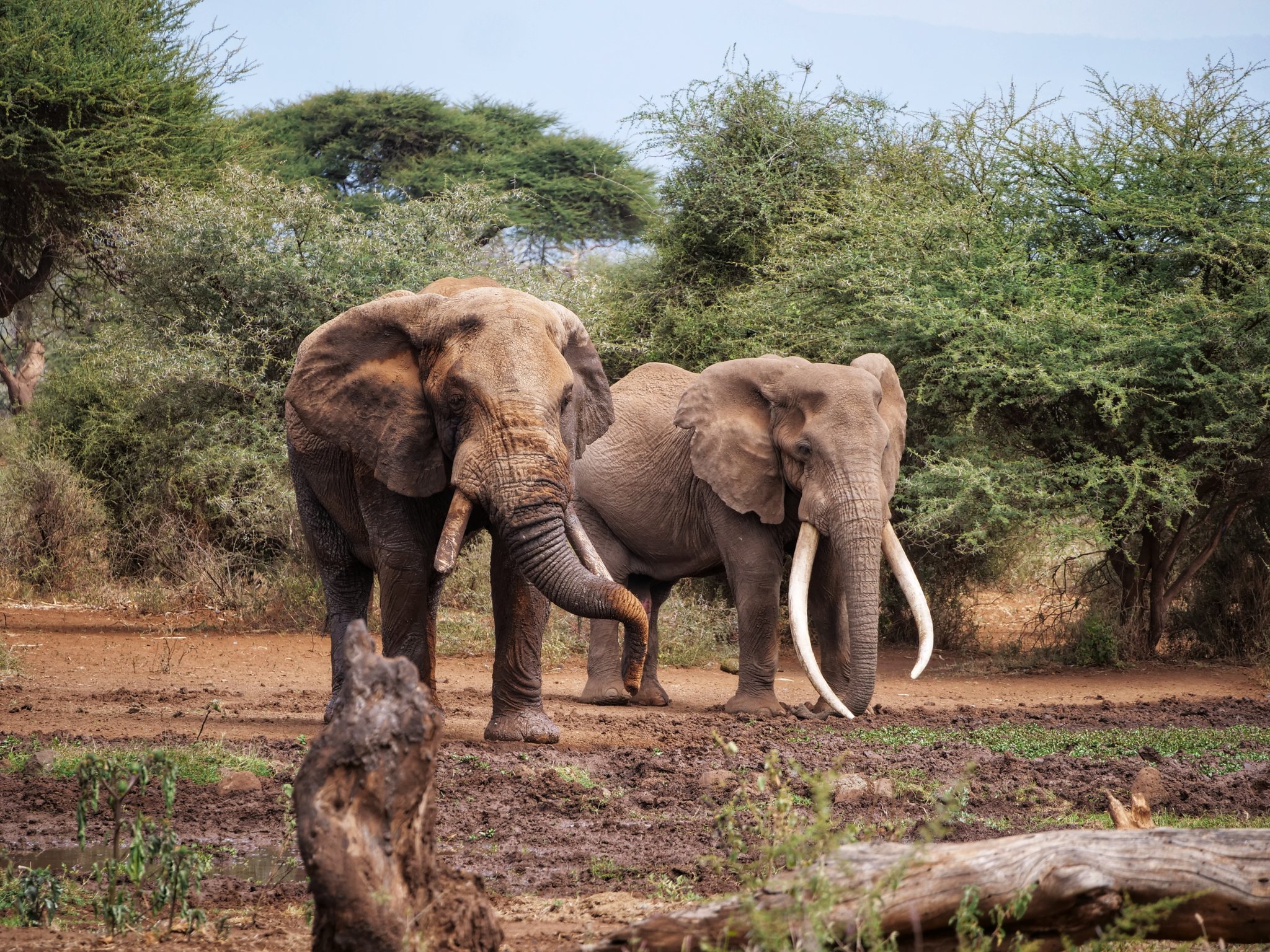 Elephants named Tusker, Magical Kenya.. in Kenya’s inaugural naming festival
