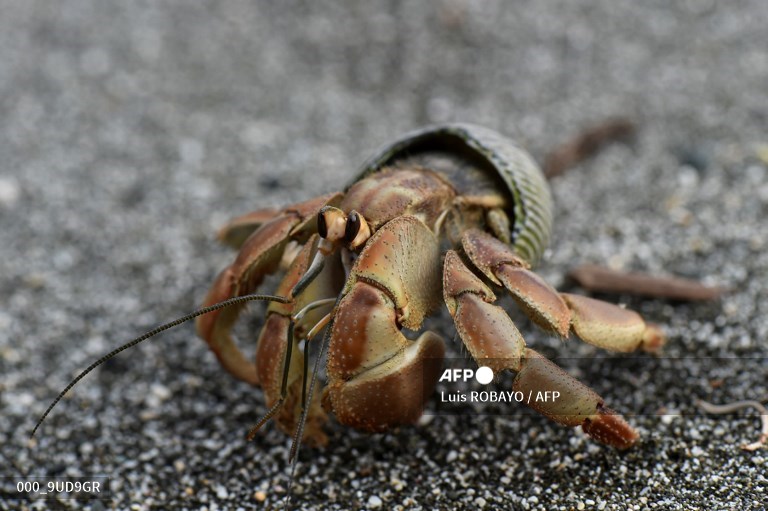 KRA intercepts live crabs at JKIA worth Shs1.2 million