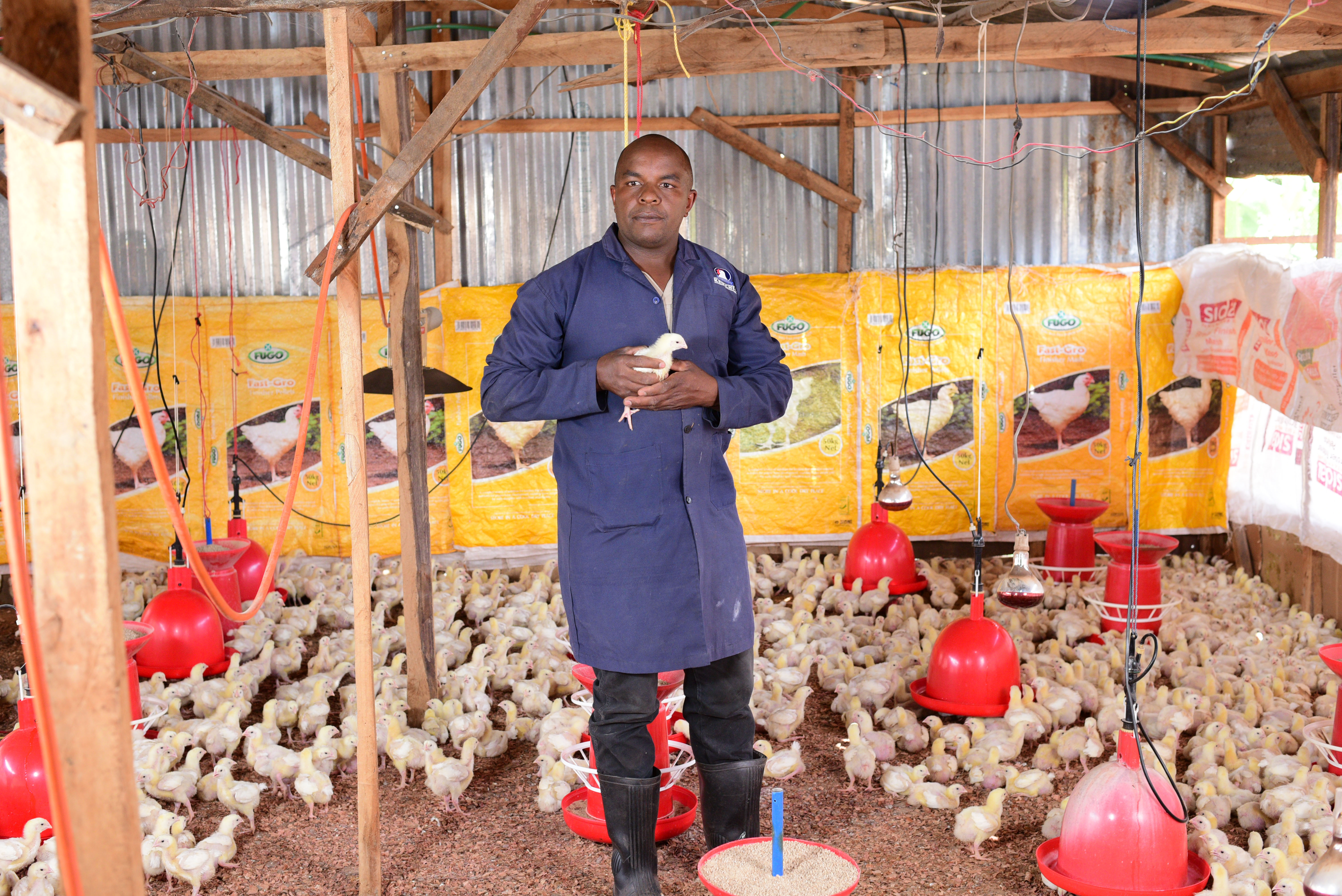 Kenyan farmers object gov’t move to allow importation of poultry products from US
