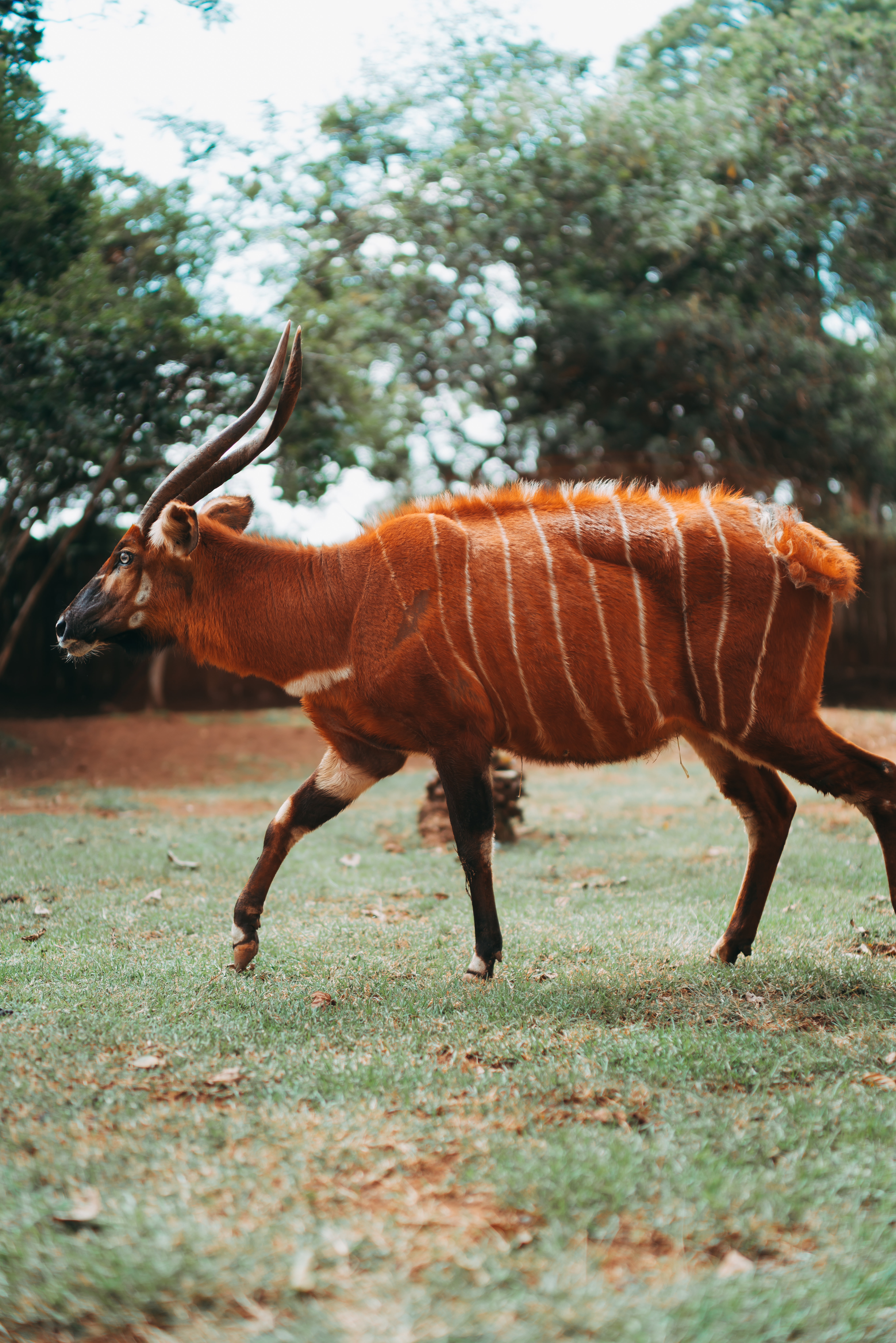 Mountain bongo conservation at the heart of Fairmont Mt Kenya Safari Club