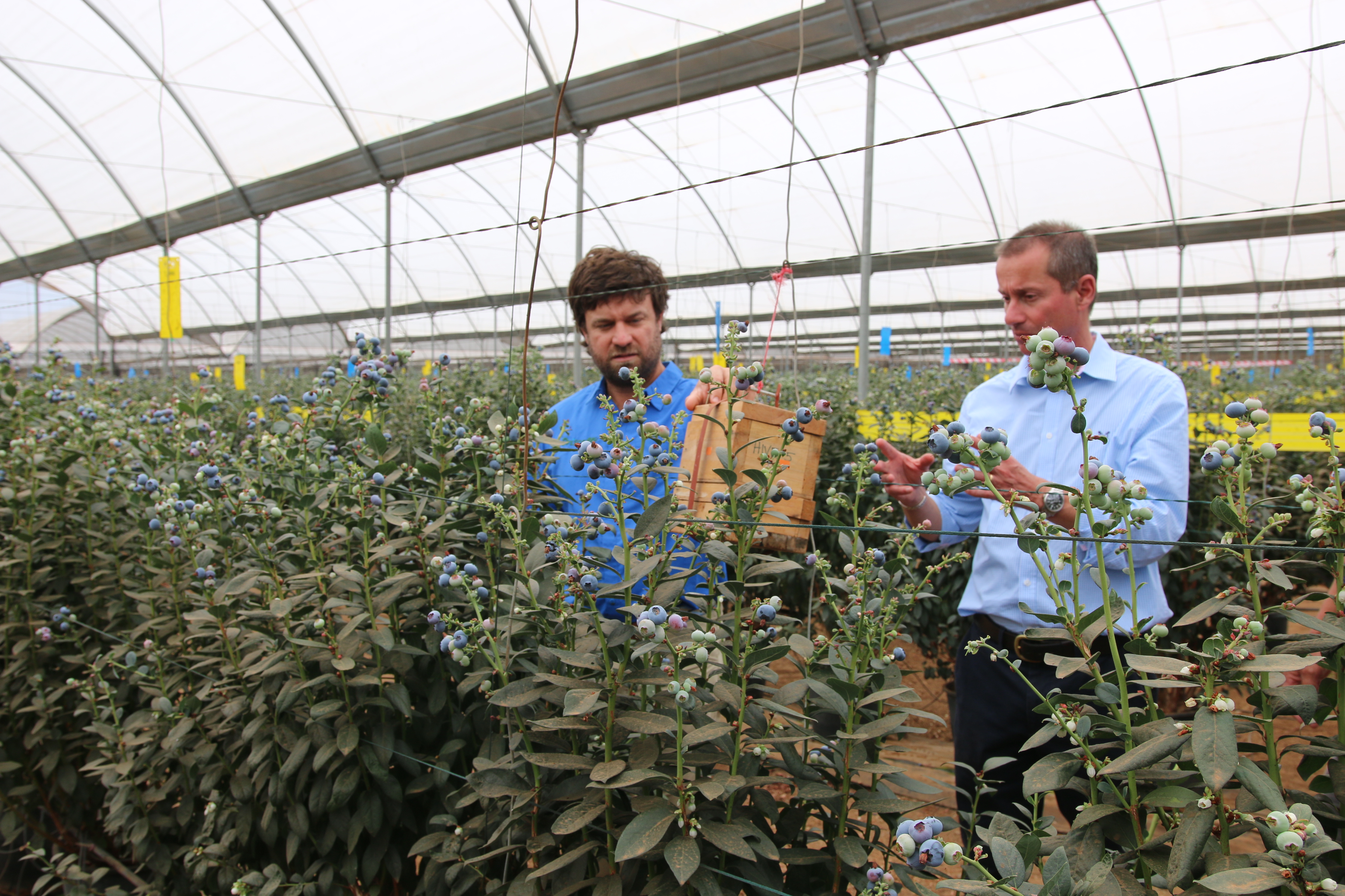 Govt tightens compliance on EU flower export rules