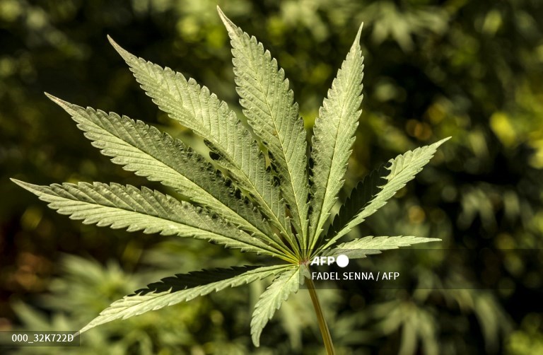 In Morocco hills, cannabis farmers bet on budding industry