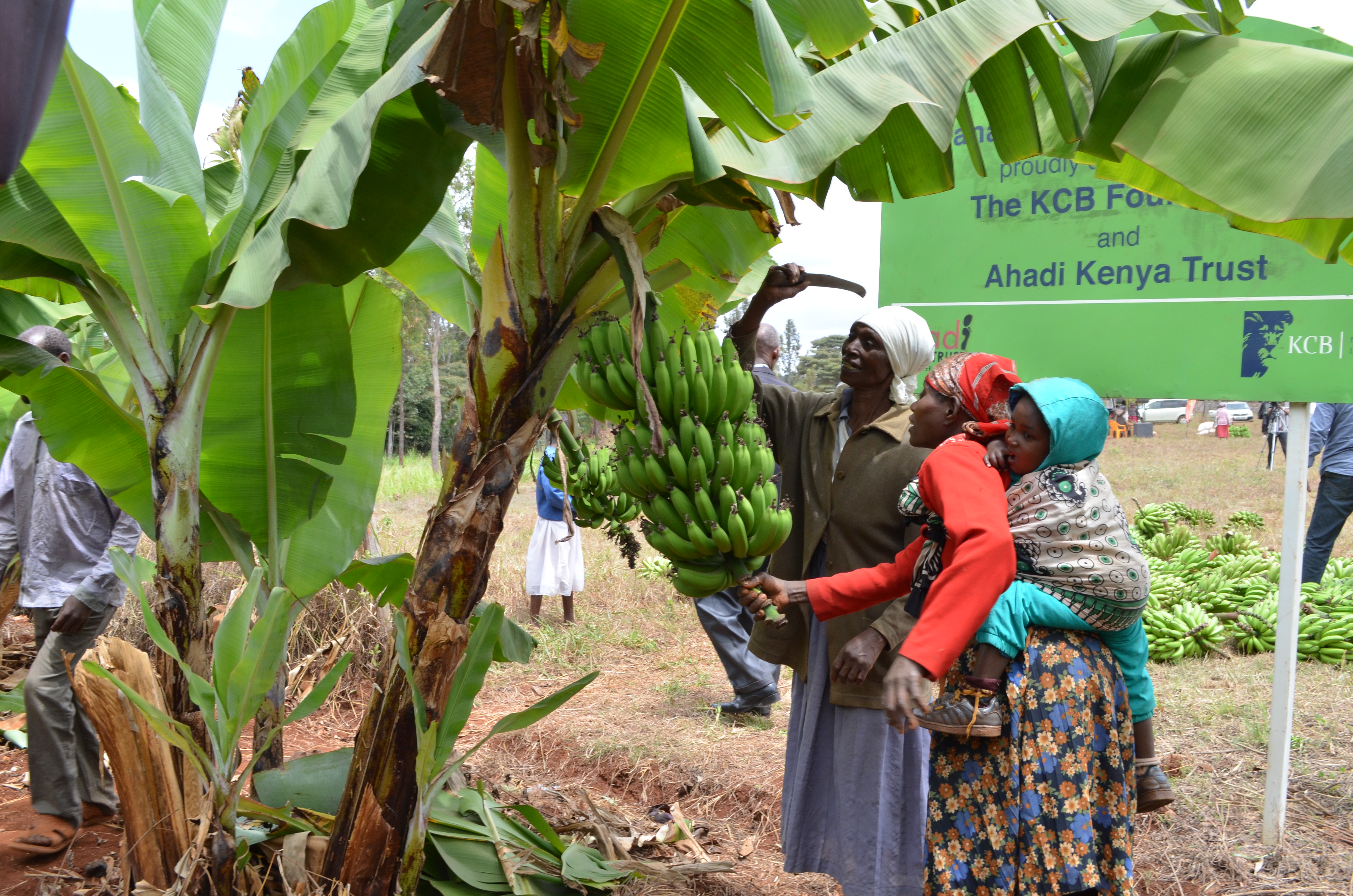 Outcry over theft of banana in Muranga