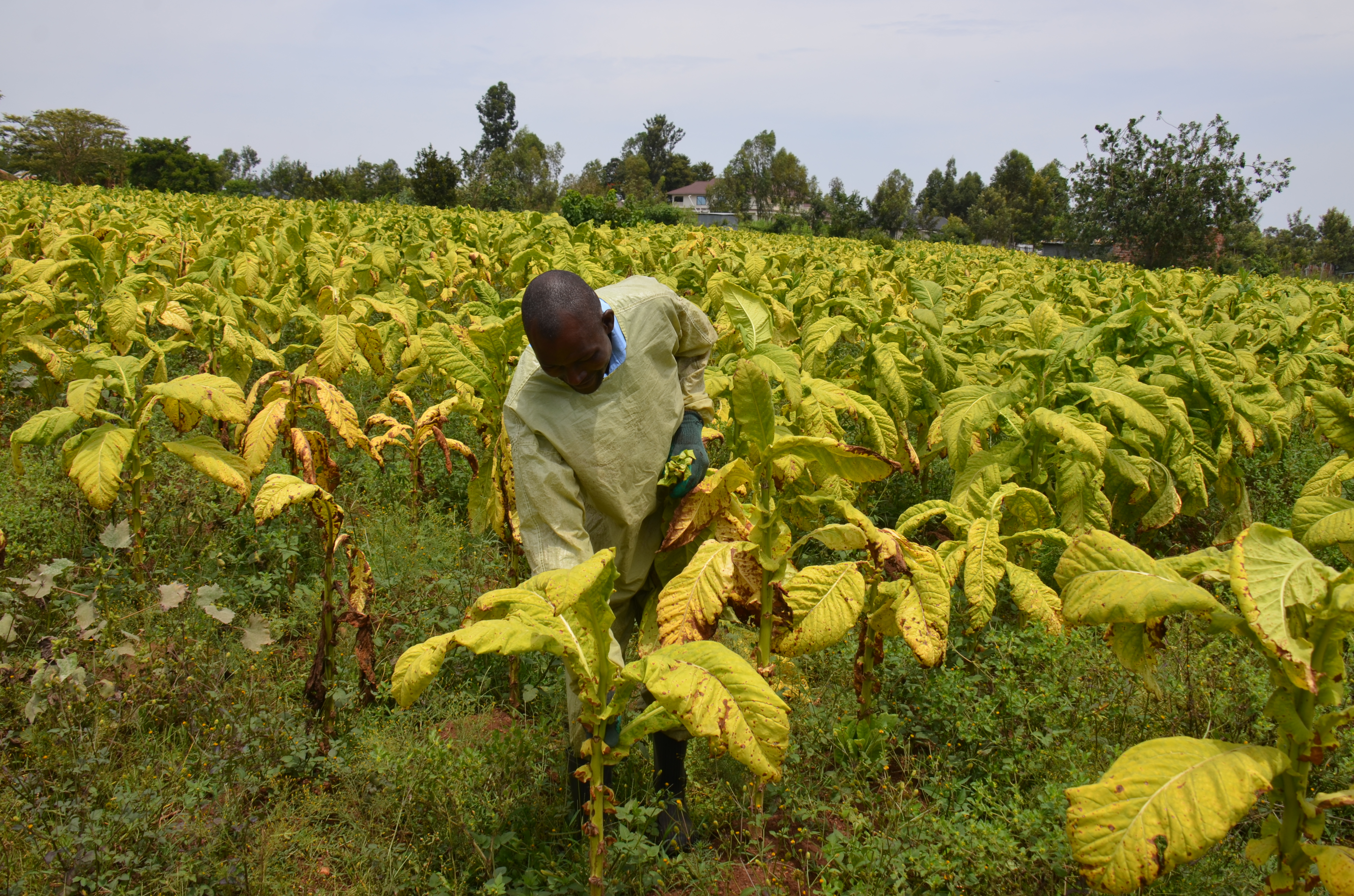 Zimbabwe is tobacco country. But some think the future lies in blueberries
