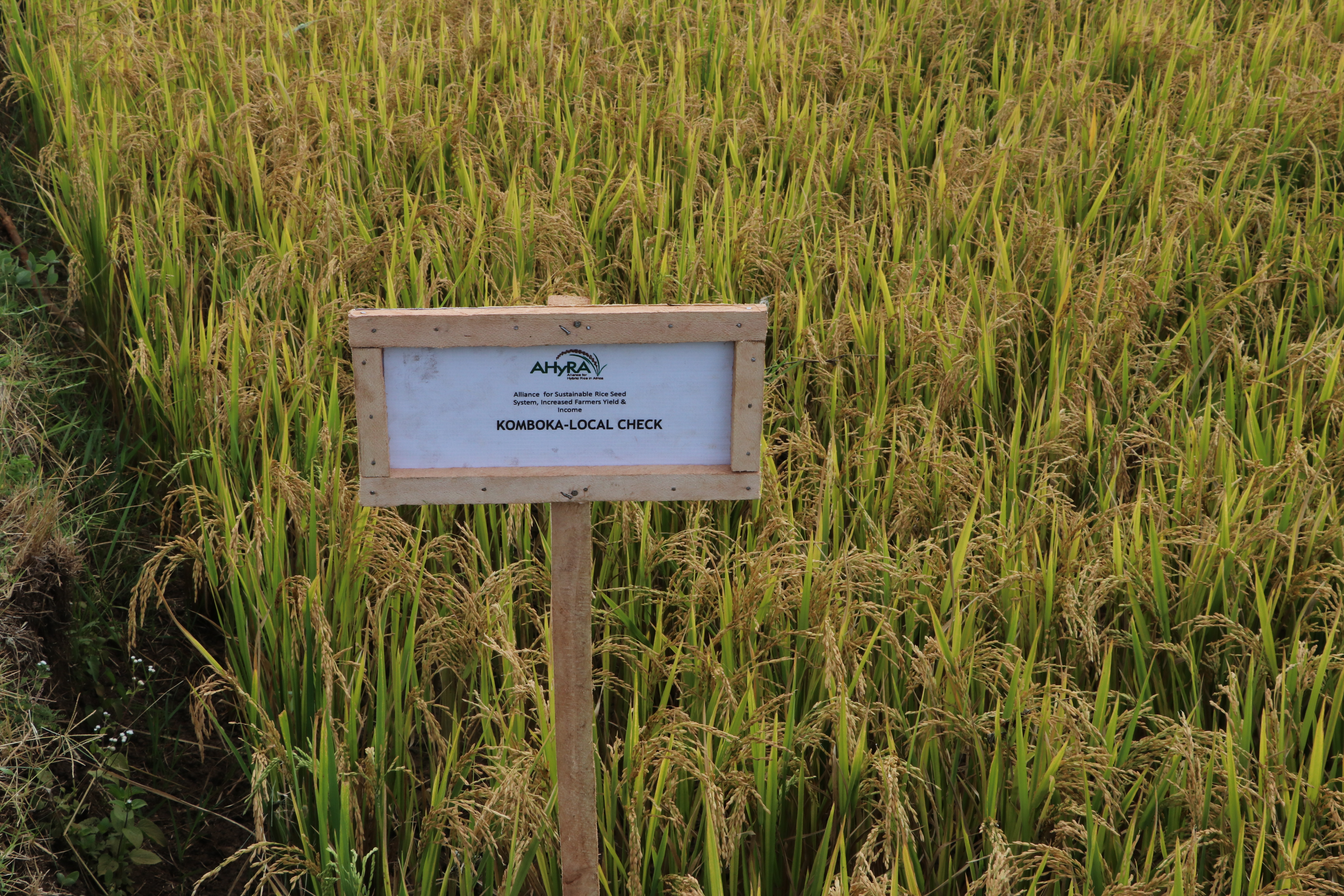 Dismissed as a joke, UK’s first rice crop ripe for picking after hot summer