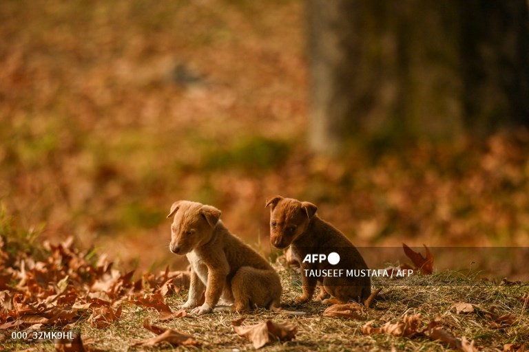 In Canada demand for puppies soars during pandemic, so do scams