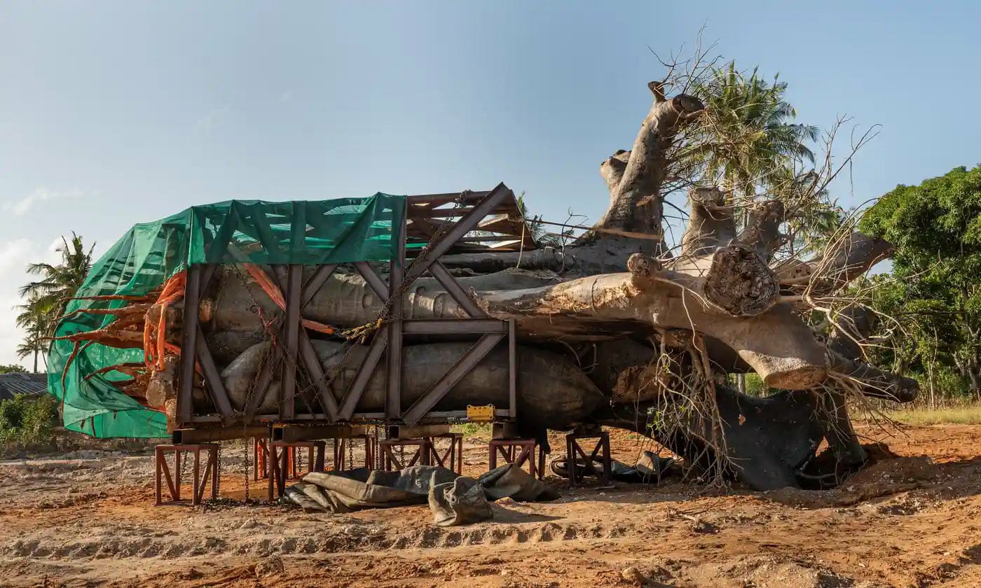 Seven Stars to transport baobab trees in Kilifi despite a ban
