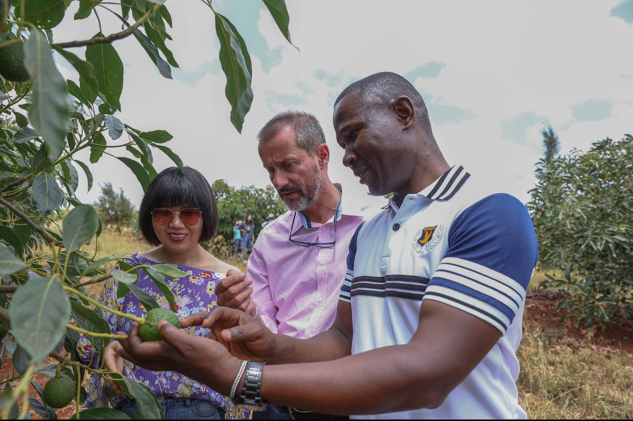 Kakuzi to double avocado exports to China after talks with with Dalian Yidu Group