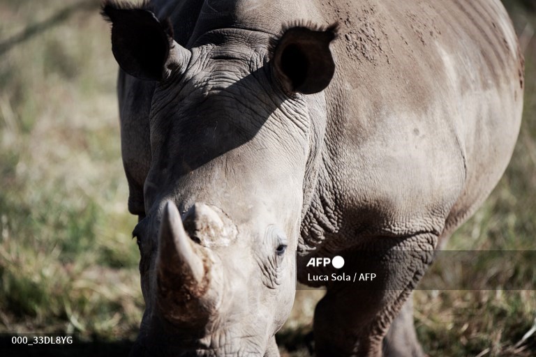 South African rhino-lover seeks billionaire successor