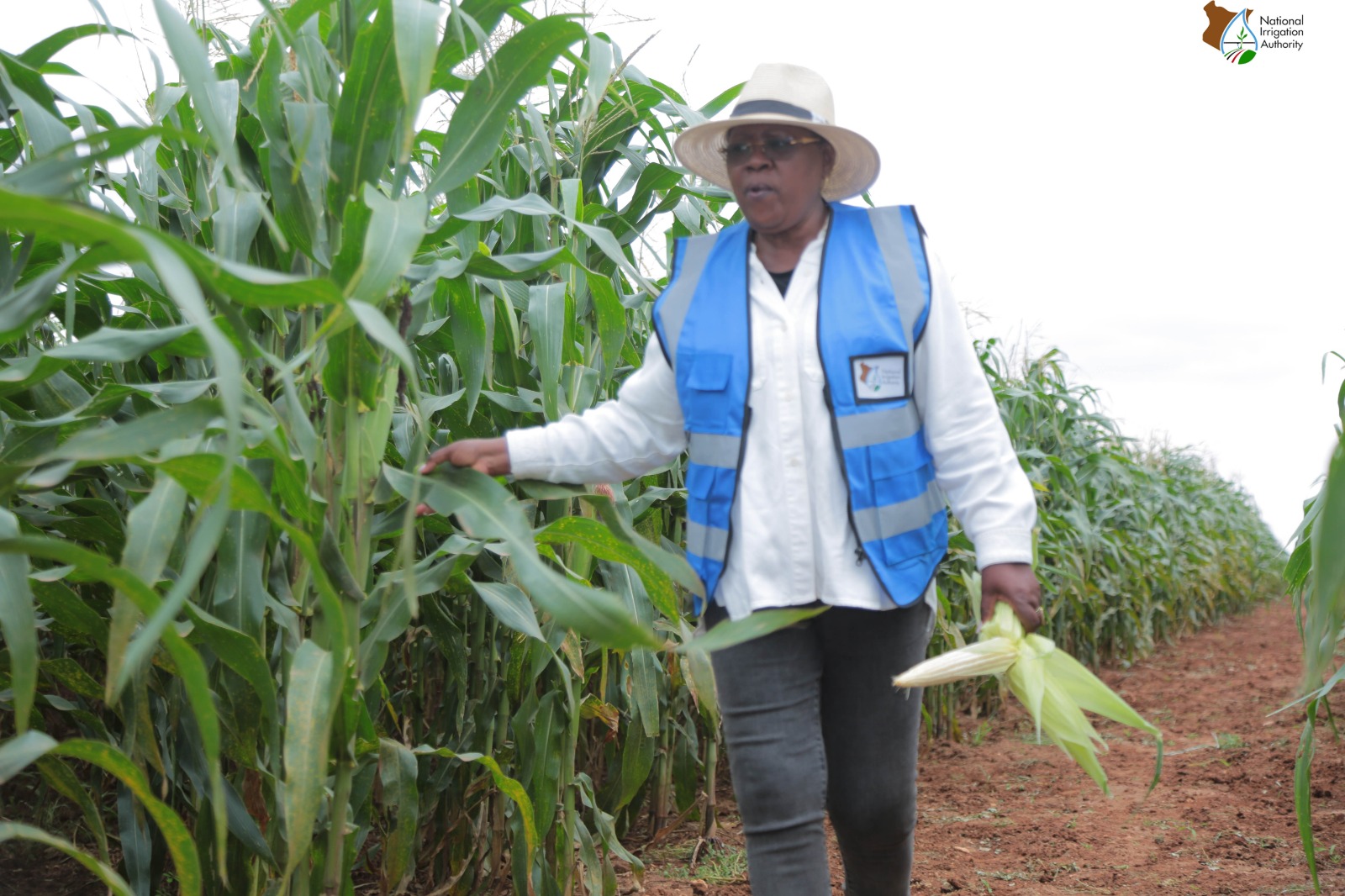 Twiga Foods, Galana Kulalu to increase maize production to 20,000 acres