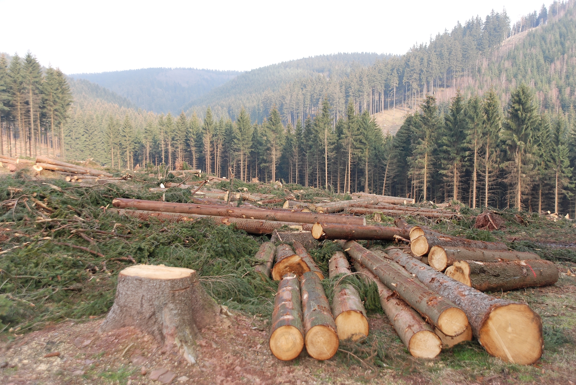 Govt lifts ban on logging for mature trees