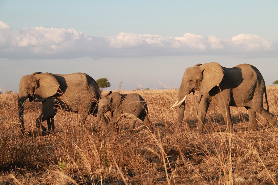 Elephant population in Botswana exceeds 131,000: survey