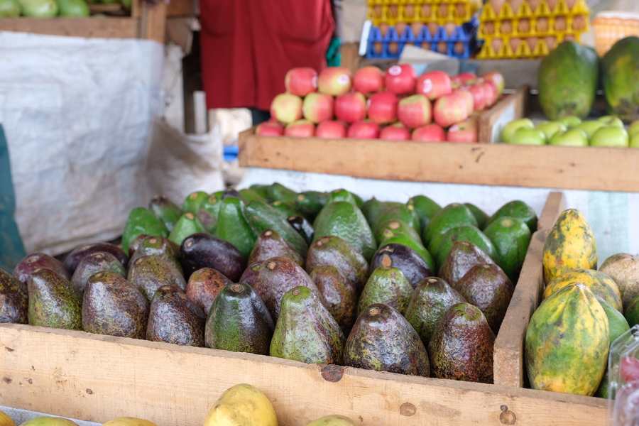 Philippines to resume Hass avocado export to S. Korea