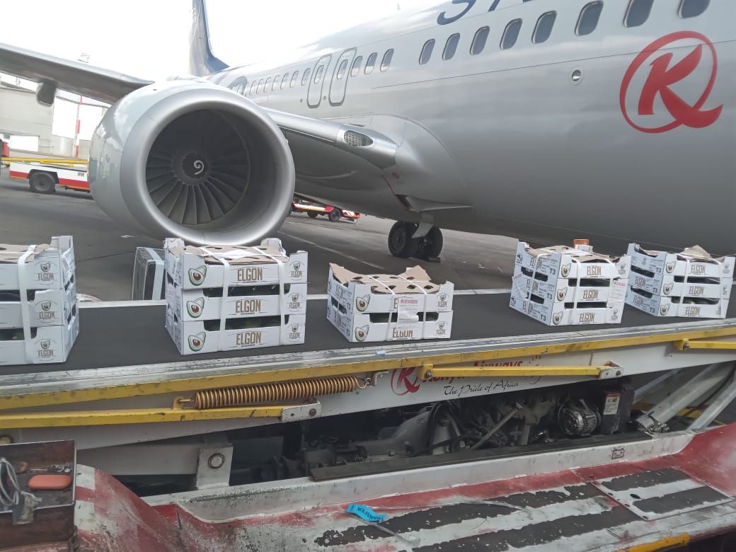 Kenya exports first consignment of avocados to India