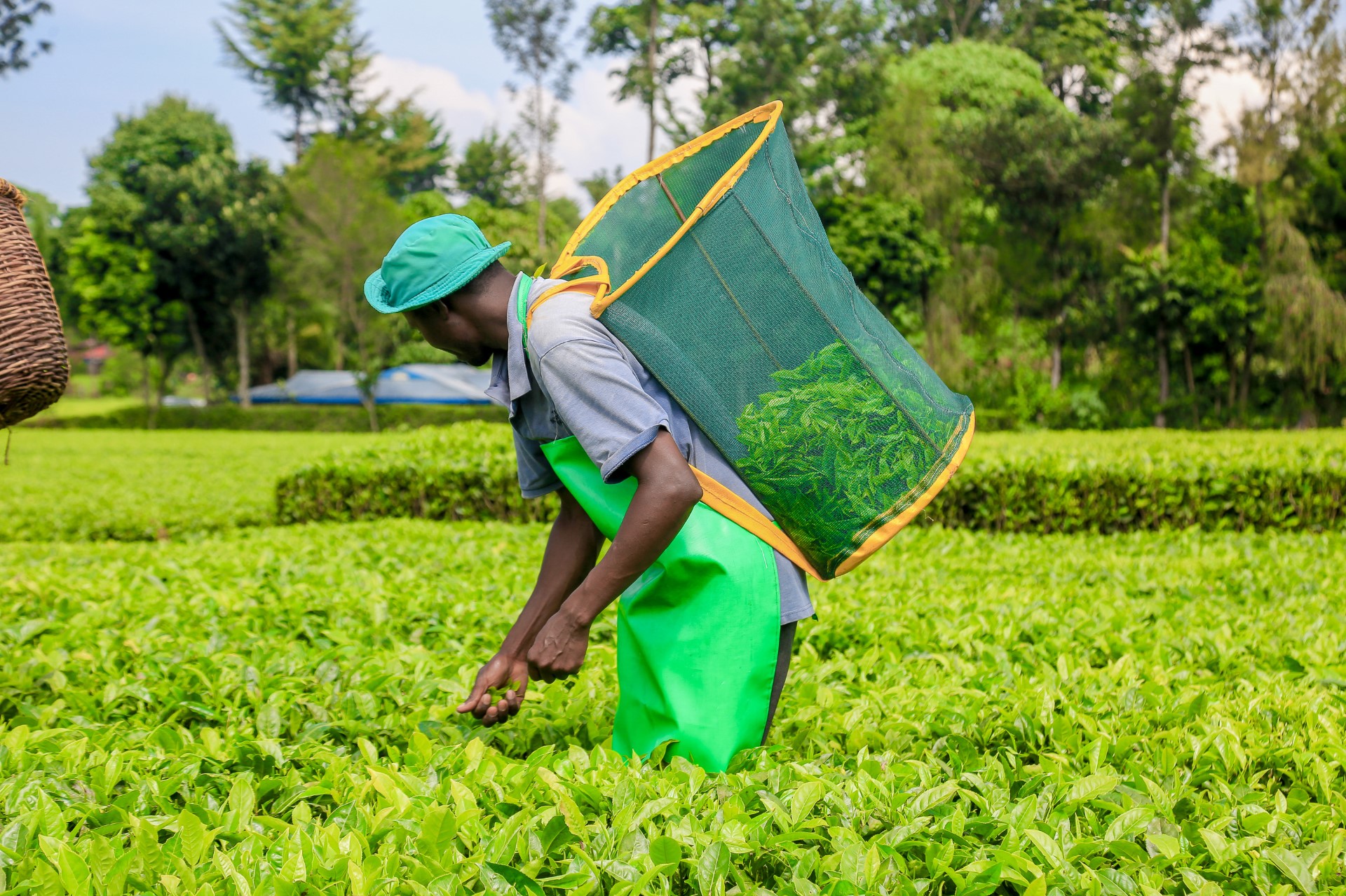 Tea farmers set to receive second bonus payments