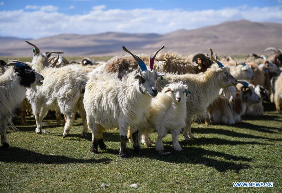 Feral goats added to Australia’s plan on combating invasive species