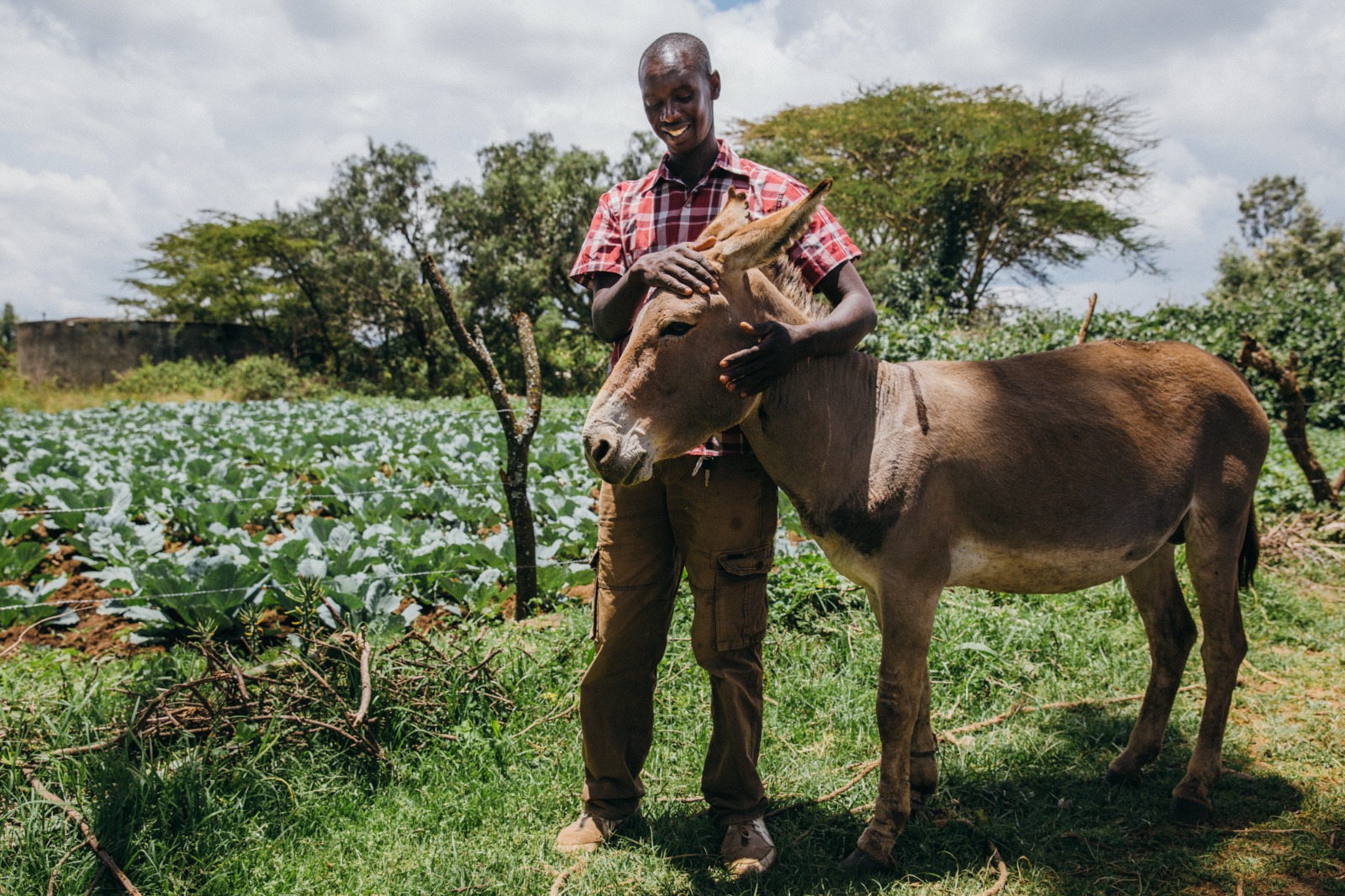 AU proposal for moratorium on horrifying donkey skin trade welcomed by ICWE