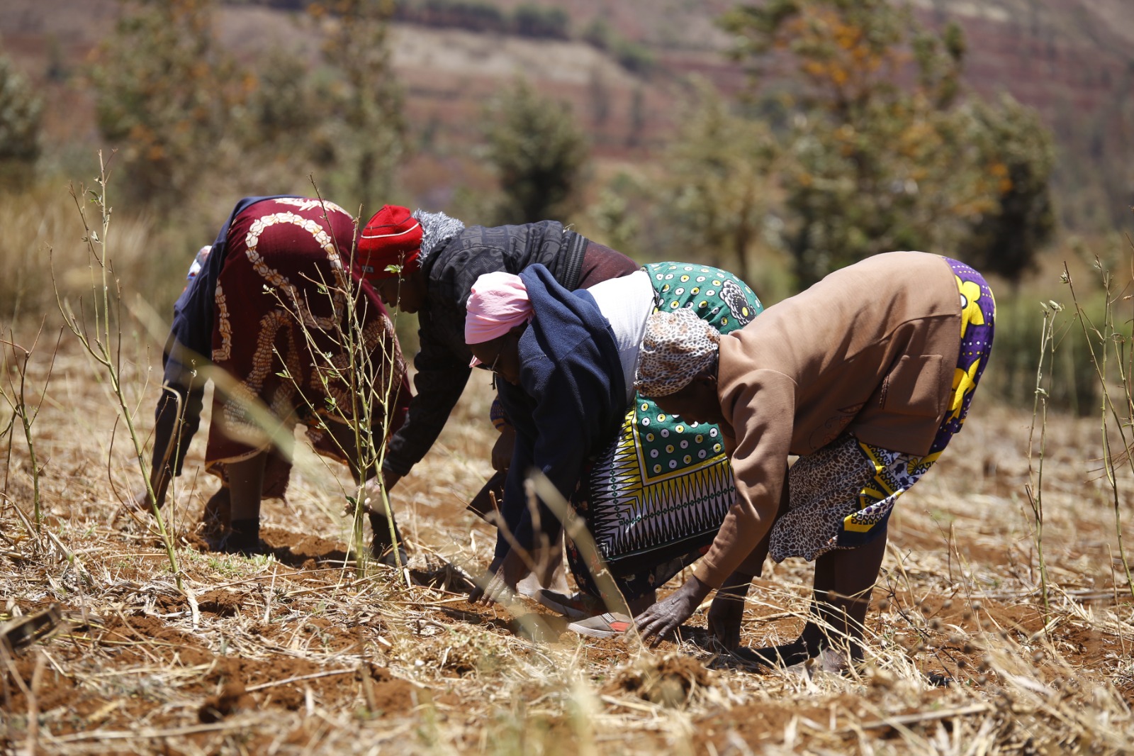 Healthy and sustainable soil dominates World Soil Day