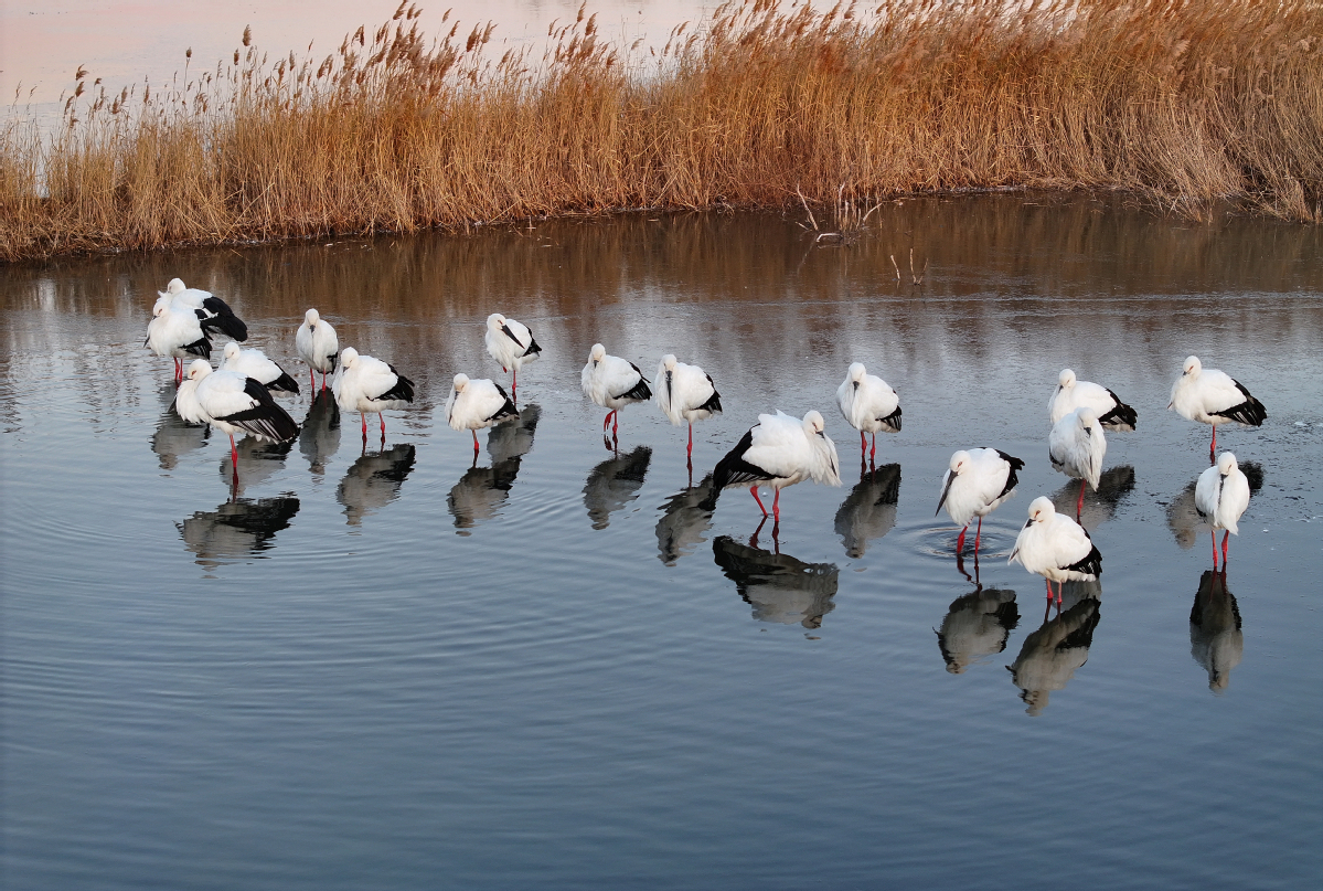 Tech eye makes biodiversity tracking easier
