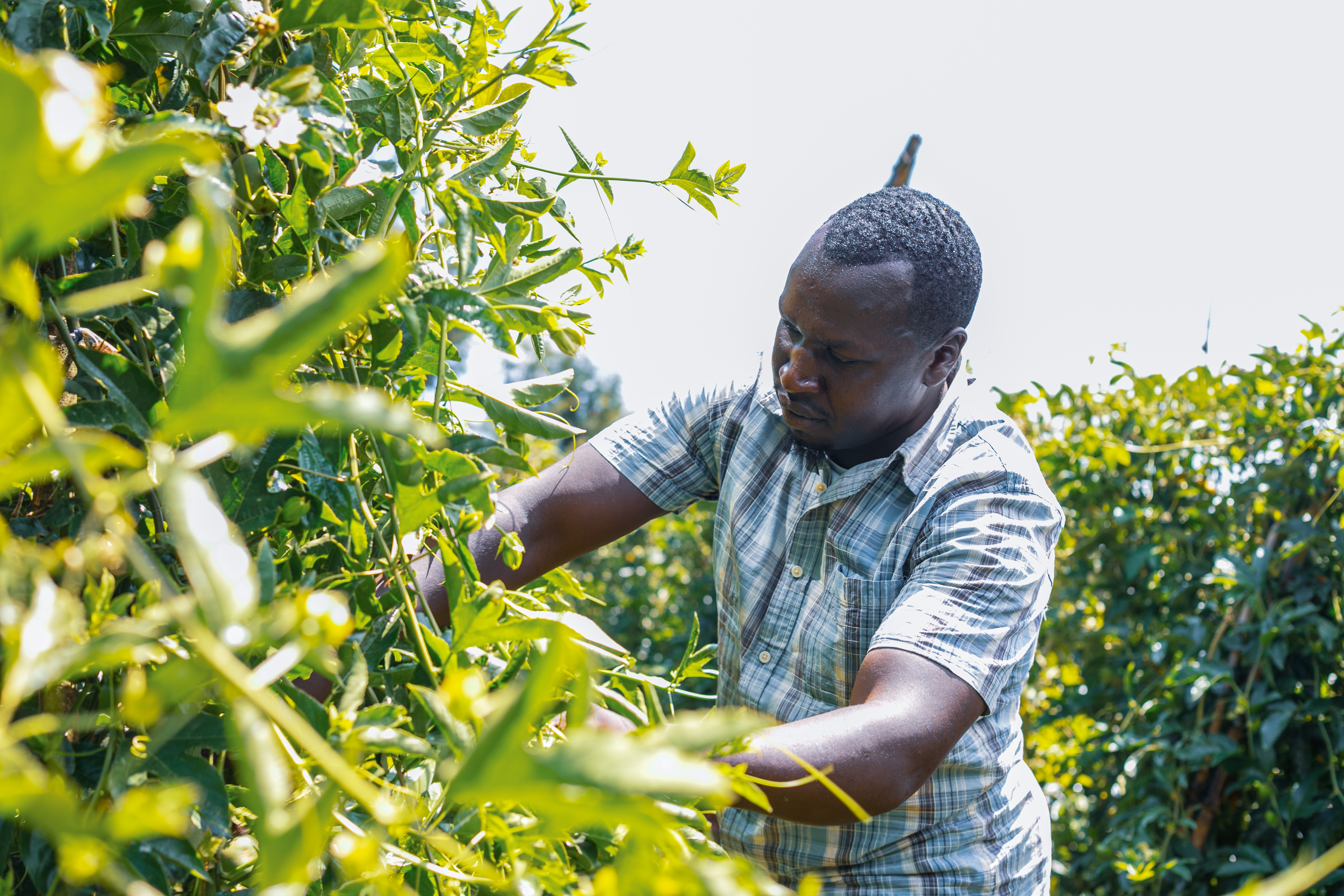 Kenya rallies Africa to transform food systems for sovereignty, prosperity
