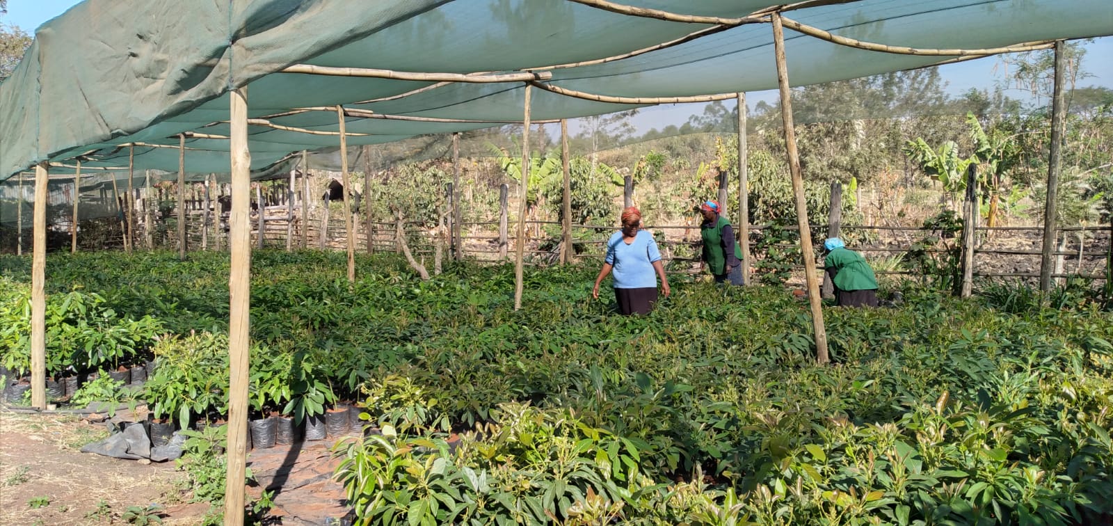 36 Kenyan firms to get Sh1.2bn for landscape financing