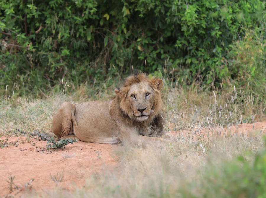 Kenya unveils campaign to reduce human-wildlife conflict