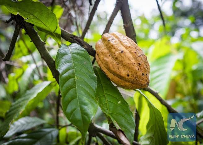 High heat harms cocoa production in Cote d’Ivoire