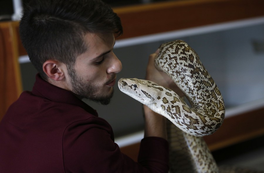 Snake bites up 35 pct in Australia’s most populous state