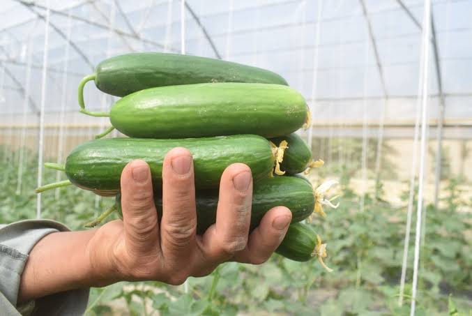 TikTok blamed for hit to Iceland cucumber supply