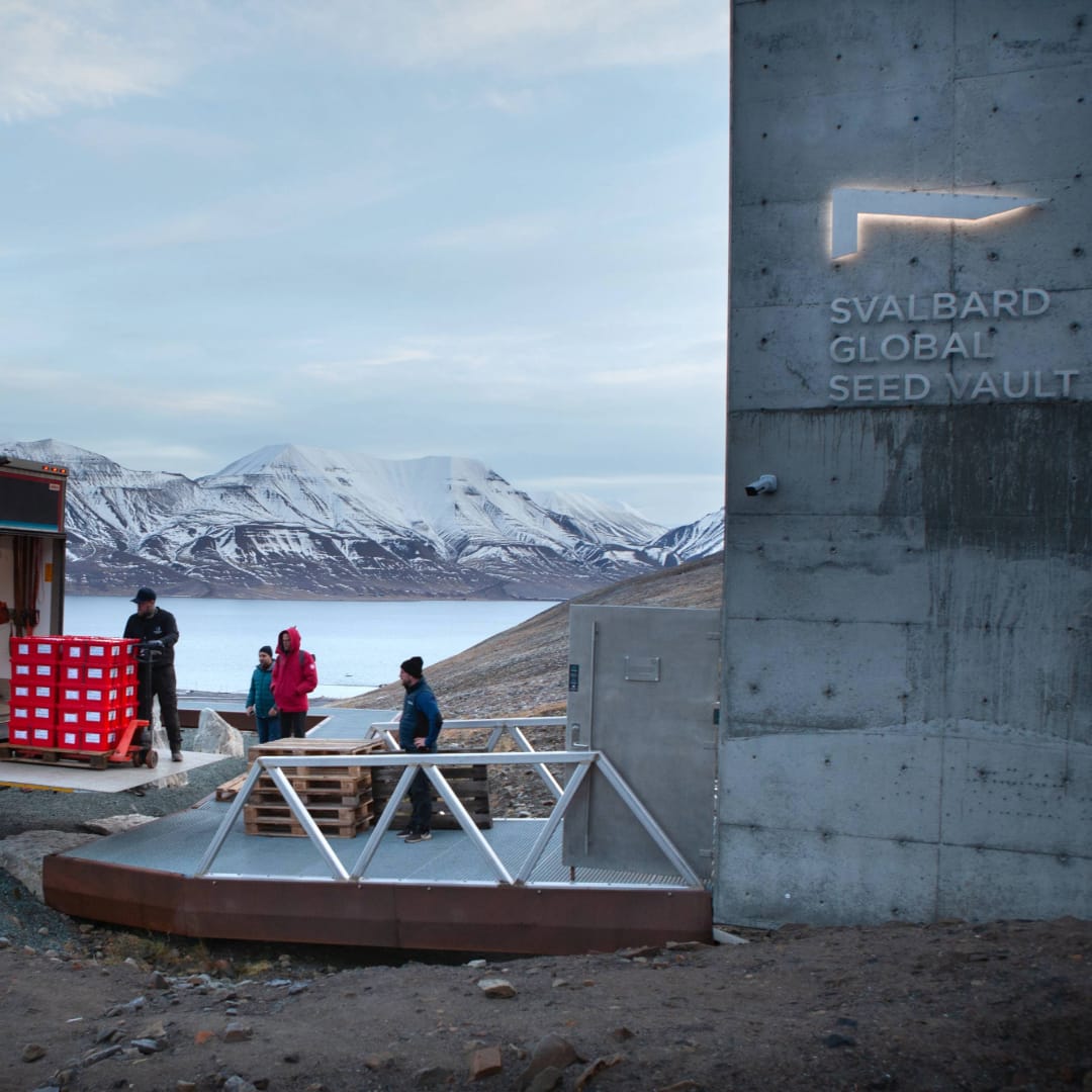 Global seed vault welcomes over 30,000 new crop samples
