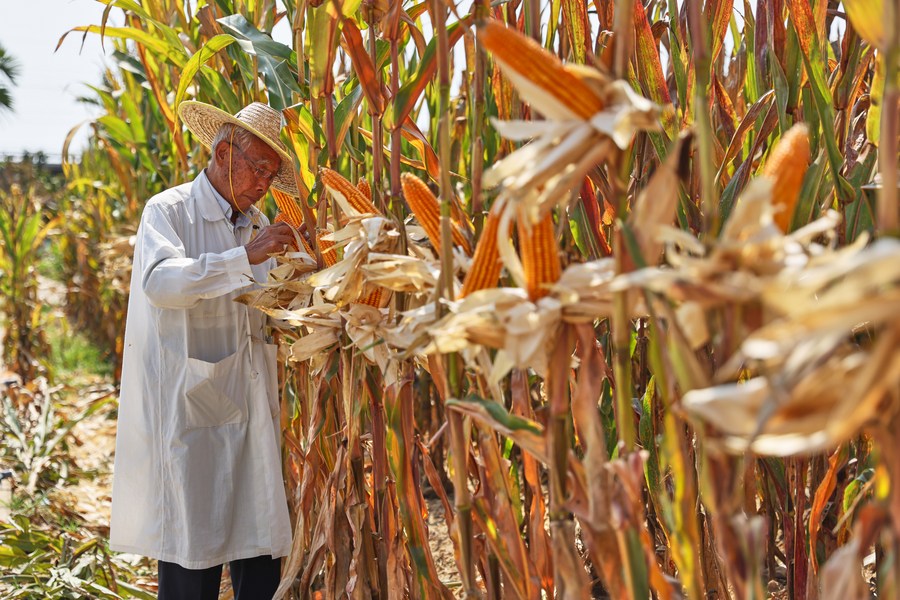 NBA to conduct public participation on GMO maize in Kenya