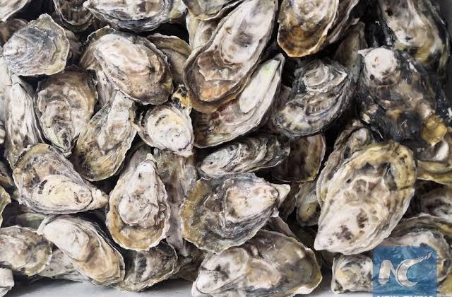 Oyster blood protein helps fight against superbugs: research