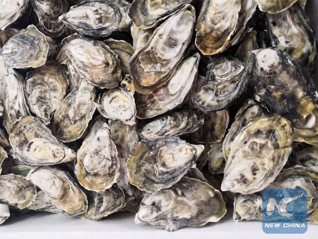 Oyster blood protein helps fight against superbugs: research