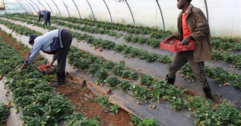 More migrant workers claim UK farm exploitation